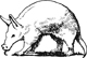 aardvark