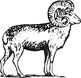 argali