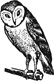 barn owl