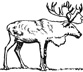 caribou