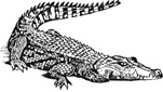 crocodile