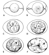 embryology