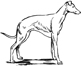 greyhound