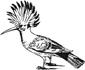 hoopoe