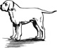 mastiff