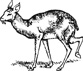 musk deer