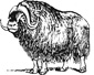 musk ox