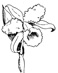 orchid