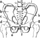 pelvis