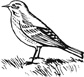 pipit