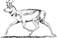 pronghorn