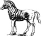 quagga