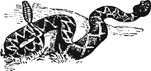 rattlesnake