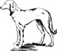 saluki