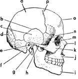 skull