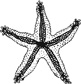 starfish