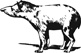 tapir