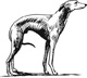 whippet