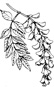 wistaria